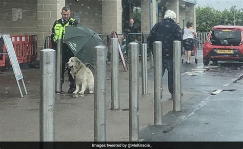 बारिश में सुपरमार्केट के बाहर मालिक का इंतजार कर रहा था डॉग तभी ...
