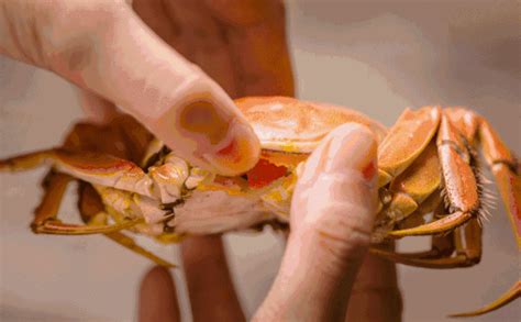中秋节吃什么螃蟹最好-中秋节吃螃蟹的由来 - 见闻坊