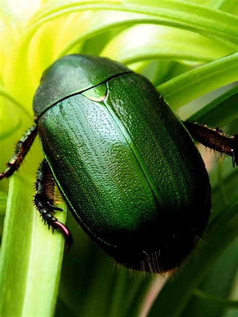 Download Green_ Scarab_ Beetle_ Closeup.jpg Wallpaper | Wallpapers.com