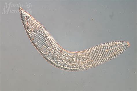 Image result for Interference Microscope