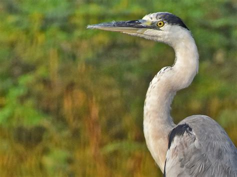 Birds Of Gujarat, Large no of bird collection and species in gujarat