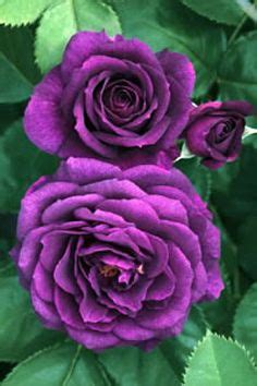 Image result for Flower Digram Using Turtle Python