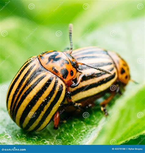Macro Shoot of Potato Bug on Leaf Stock Photo - Image of environment ...