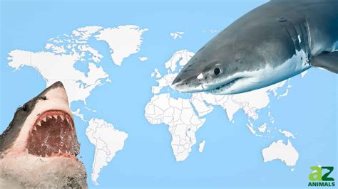 Where Do Great White Sharks Live? Explore Their Habitat and Range in ...
