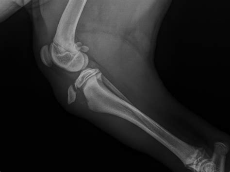 Fracture Repair — Warm Springs Pet Hospital