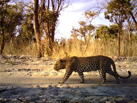 Camera Traps 的图像结果