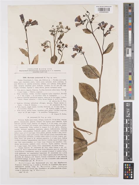 Mertensia sibirica var. jenisseensis (Popov) O.D.Nikif. | Plants of the ...