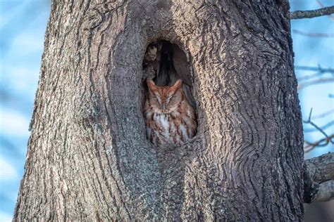 What's in Arkansas's White River and Is It Safe to Swim In? - A-Z Animals