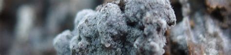 Botrytis cinerea: el impacto del moho gris