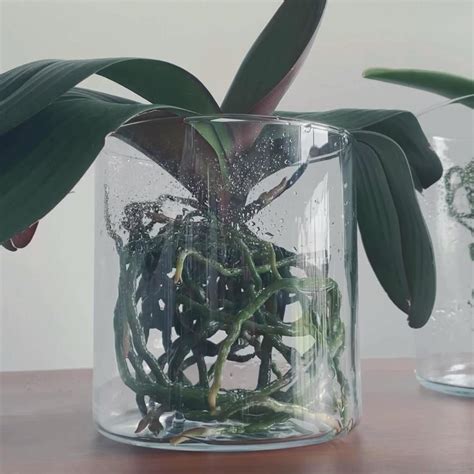 Grow orchids in water full video on youtube – Artofit
