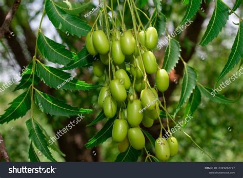 Genus Of Neem