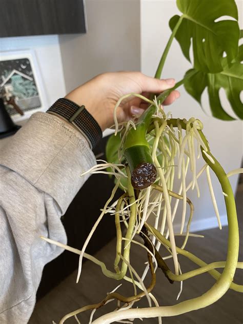 Monstera propagation seems to only be growing aerial roots… please help ...