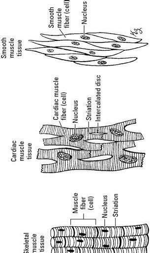 labelled diagram of involuntary muscle - Brainly.in