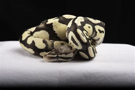 Image result for Ball Python for Sale