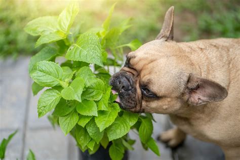 Is Fresh Basil Bad For Dogs