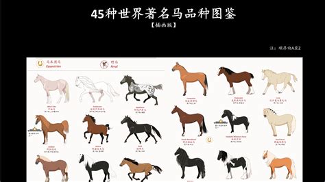 《45种世界著名马品种图鉴【插画版】》 - 哔哩哔哩