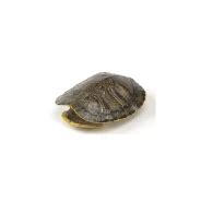 Image result for Red Ear Snapping Turtle Shell