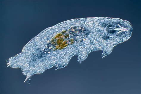 Looking at tardigrades (water bears) under the microscope — Microscopes ...