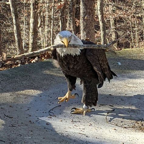 Bald Eagle Weight at Greg Dawson blog