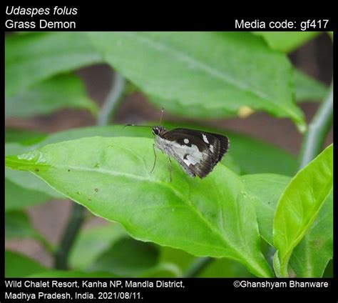 Udaspes folus | Butterfly