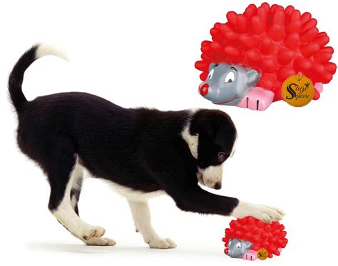 Buy Sage Square Playful Procupine Squeaky Toy for Playtime of Cute ...