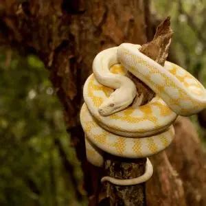 Image result for Albion Carpet Python
