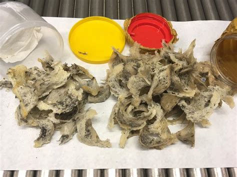 CBP Finds 63 Bird's Nests in Traveler's Luggage | U.S. Customs and ...