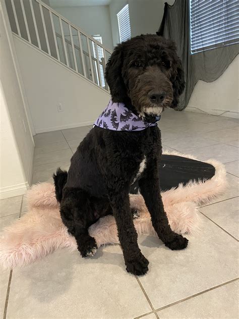 Miso Tokki on Twitter: "Festive 🦇💜…