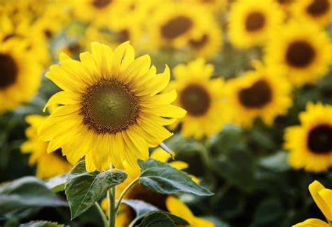 13 Sunflower Activities to Brighten Your Day - Twinkl