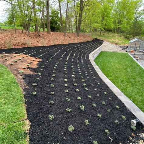 Red Creeping Thyme Seeds: Guide To Propagating & Harvesting