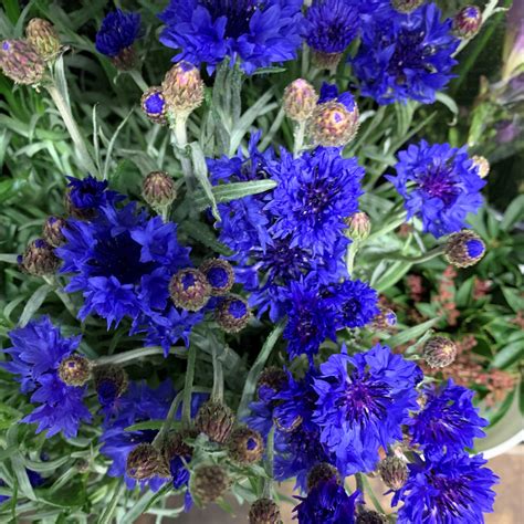 Blue Cornflower/Bachelor's Button - Florabundance Wholesale Flowers