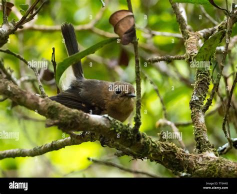Kauai Elepaio, Chasiempis sclateri, an endemic bird to the island of Kauai Hawaii in the Alakai ...