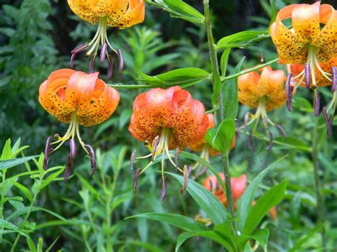 Pennsylvania Native Plants:  A Guide to Local Species