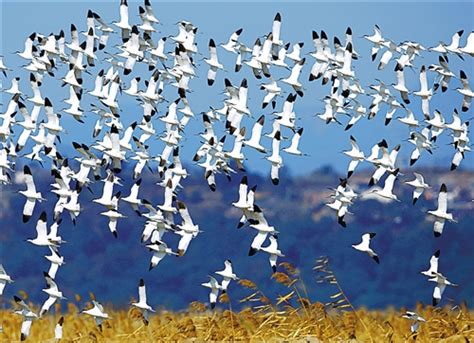 世界候鸟日｜鸟儿的迁徙，是一个关于承诺的故事_北京市企业家环保基金会