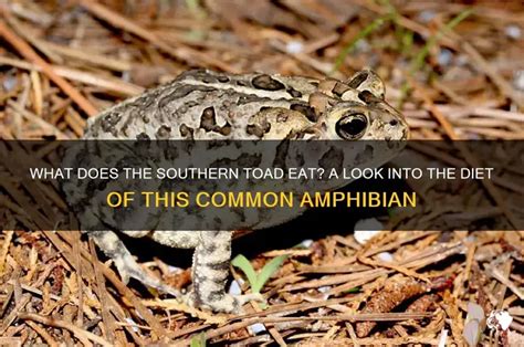 Image result for Common Toad Eating