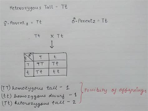 Draw a punnett square board to show the Gametes and offspring when both ...