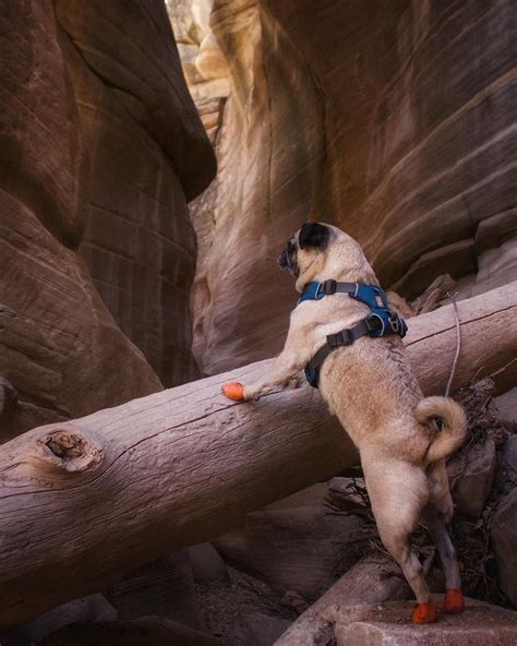 Can You Have Dogs At Redman Campground In Utah