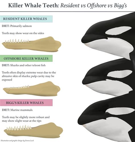 Killer Whales Teeth