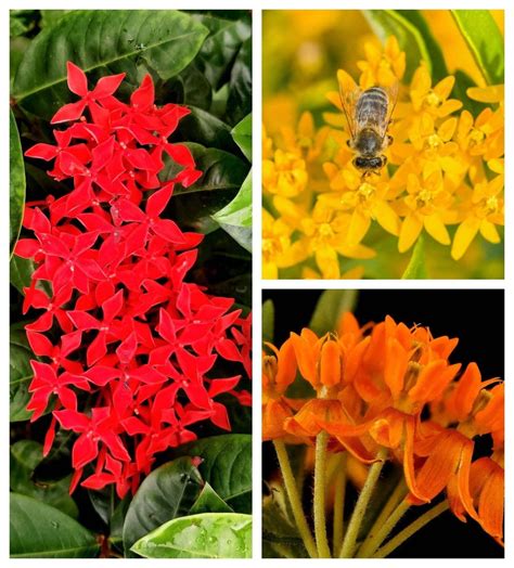 Seedville USA, Butterfly Milkweed Seeds, Red Yellow Orange Mix ...