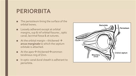 Anatomy of the orbit | PPTX