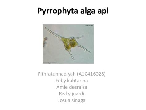 Image result for Alga API