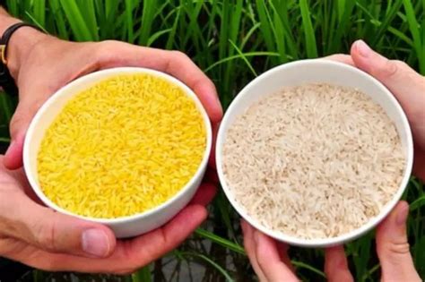 Scientists Have Found A Way To Use Genetically Modified Rice To Prevent HIV