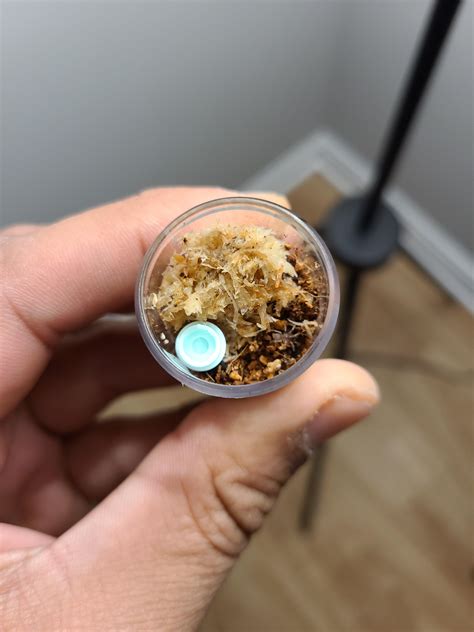 Discover The Astonishing World's Smallest Spider - Truth or Fiction