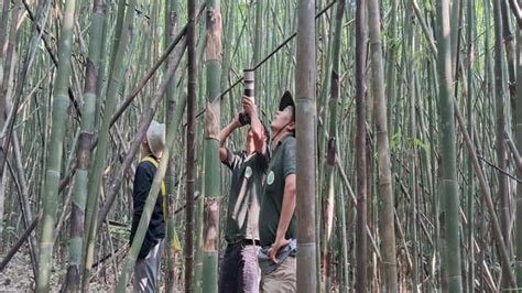 Amur Falcons Migration: Wildlife conservation in India: The incredible ...