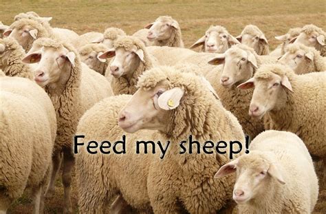 Sheep Care 的图像结果