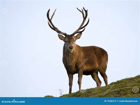 Red Deer Stag stock photo. Image of autumn, animal, scottish - 7258312