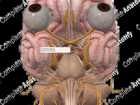 Image result for Trochlear Function