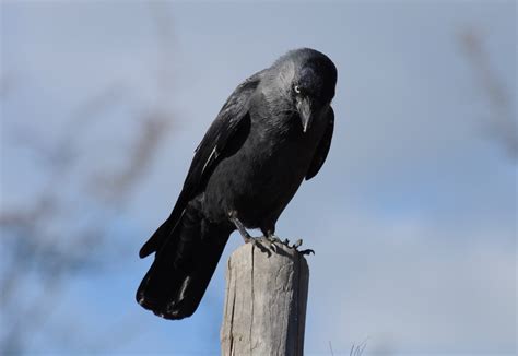 Free Images : wing, wildlife, beak, sitting, black, fauna, crow ...