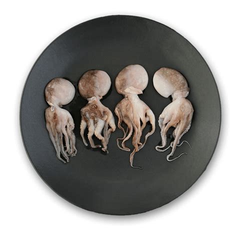 Frozen Baby Octopus 2040 Pcs 20 Glaze 1 Kg Pack Wholesalers with best ...