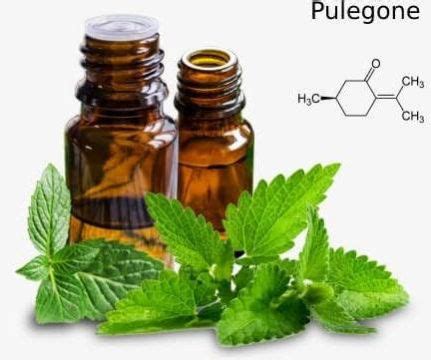Pulegone Oil Manufacturer Exporter Supplier from Barabanki India